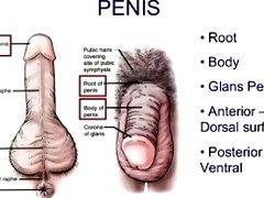 masturbation techniques for men. stimulation of the perianal area and anus.